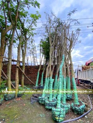 Chọn cây có đường kính gốc 10 - 12cm để chuyển cho khách