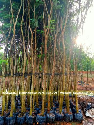 Hàng trăm cây cẩm lai đường kính gốc 5 - 7cm, thoát thân 3m