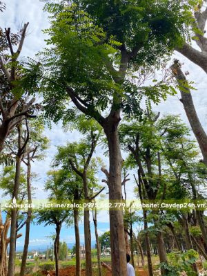 Cây Cẩm Lai công trình đường kính thân 20cm đo cách gốc 1m