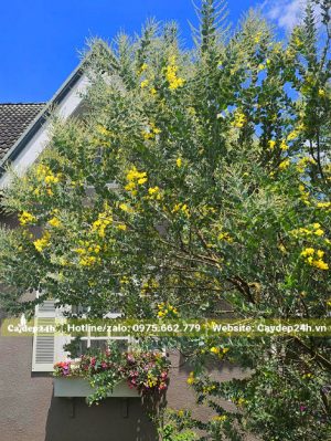 Cây Mimosa lâu năm trồng trước nhà