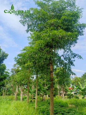 Cây Chiêu Liêu công trình đã dâm ủ kỹ