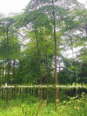 Chiều cao 6 - 8m, đường kính gốc 18cm