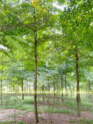 Vườn trồng quy mô lớn cây Chiêu Liêu cao 10m, vanh 60cm