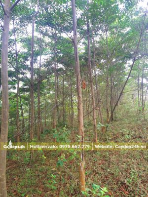 Rừng cây Chiêu Liêu đường kính gốc 3 - 4cm