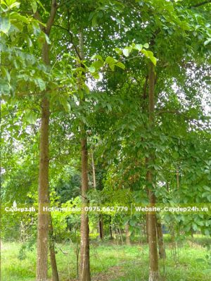 Hàng cổ thụ đường kính gốc 20cm