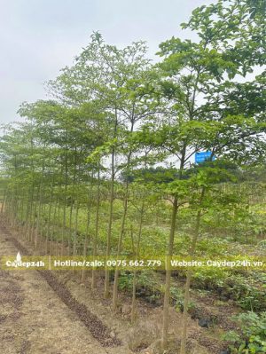 Hàng cây giống Chiêu Liêu cao 2m