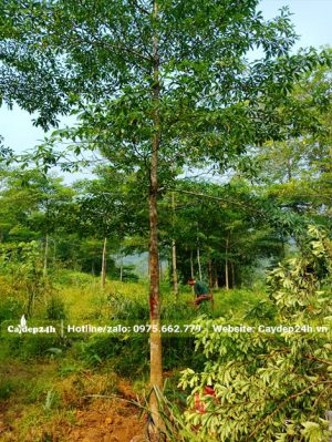 Cây mới bứng bầu, vanh 50cm