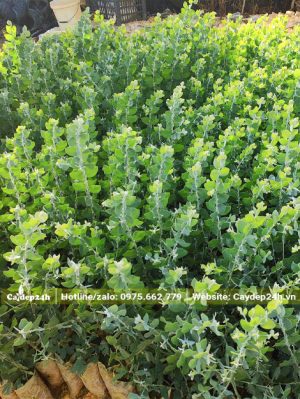 Vườn nhân giống số lượng lớn cây mimosa