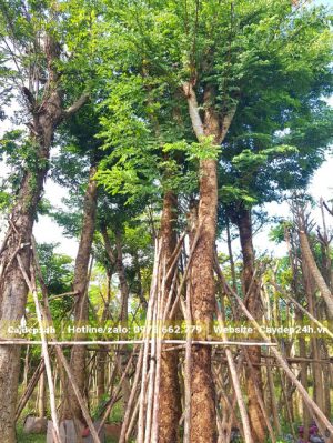 Cây gỗ Cẩm Lai cổ thụ vanh trên 100