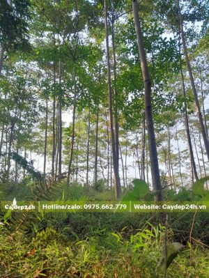 Rừng trồng quy mô lớn cây Chiêu Liêu cao 6 - 8m