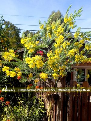 Cây Mimosa hoa vàng trồng trước cổng nhà