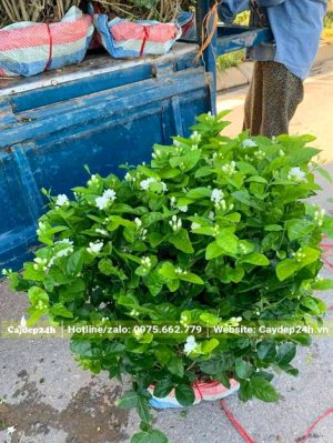 Đường kính tán khoảng 50 - 60cm, sẵn nụ hoa