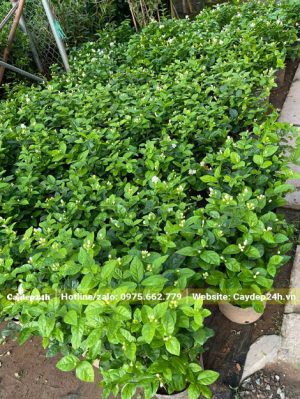 Vườn cây nhài ta giống đang bắt đầu ra hoa