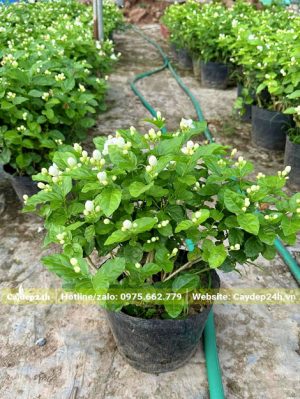 Cây hoa nhài trồng viền cao 40cm