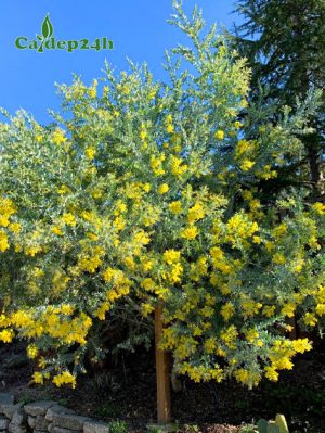 Cây Mimosa hoa vàng trồng vỉa hè