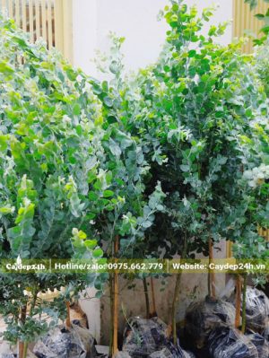 Cây Mimosa đẹp trồng sân vườn