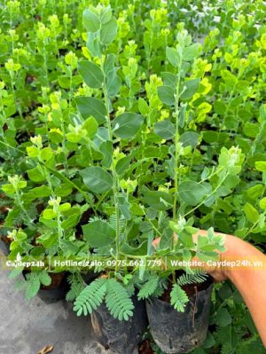 Cây giống Mimosa đạt điều kiện xuất vườn, cao khoảng 40cm