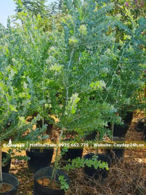 Cây Mimosa lá bạch tán xanh đẹp