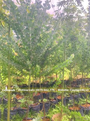 Vườn dưỡng cây hoa Mimosa cao 2m