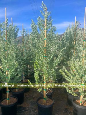 Trồng dưỡng cây hoa Mimosa trong bầu