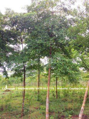 Chiêu Liêu công trình chiều cao 7 - 8m