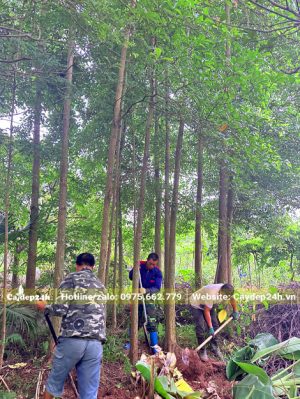 Công nhân đang bứng những cây gỗ Chiêu Liêu đường kính gốc 15 - 20cm