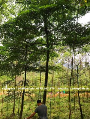 Bứng cây lớn chiều cao 8 - 9m