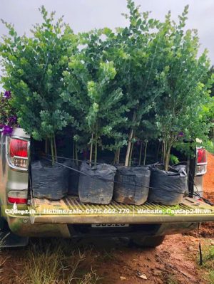 Hàng chục cây Mimosa cao 70 - 80cm xếp trên thùng xe