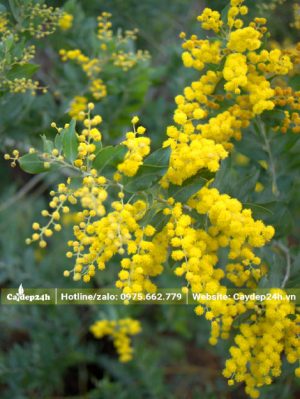 Chùm hoa Mimosa vàng