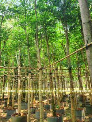 Cây Cẩm Lai tuyển chọn đã tỉa tay cành và đang dưỡng trong bầu