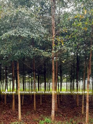 Hàng tuyển với những cây Chiêu Liêu đường kính gốc 7 - 8cm