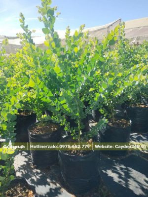 Vườn cây Mimosa nhỏ cao khoảng 50 - 60cm