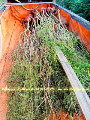 Cẩm Lai đường kính gốc 3 - 4cm