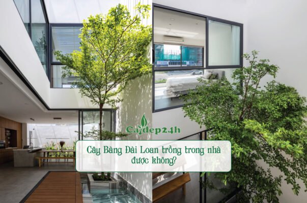 Nên trồng cây bàng Đài Loan trong nhà