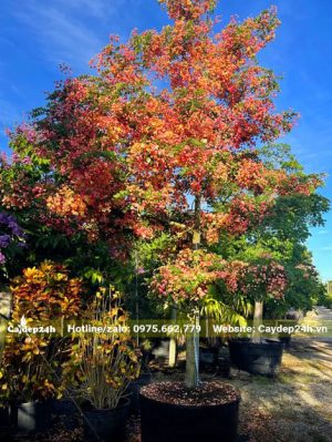 Cây hoa Muồng Cầu Vồng đẹp, rực rỡ cao khoảng 3m