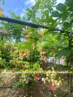 Vườn hoa Muồng Cầu Vồng đang bắt đầu chuyển màu