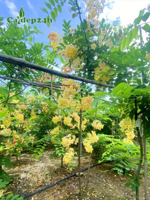 Cây Muồng Cầu Vồng trưởng thành đang nở hoa đẹp