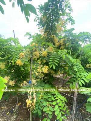 Vườn cây Muồng Cầu Vồng sẵn hoa, chiều cao đạt từ 2,5 - 3m