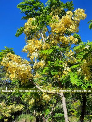 Cây hoa Muồng Cầu Vồng lâu năm cao 3 - 4m