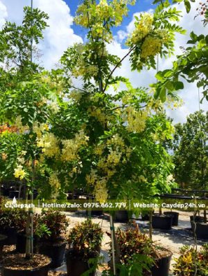 Cây hoa Muồng Cầu Vồng Hawaii màu trắng cao hơn 2m