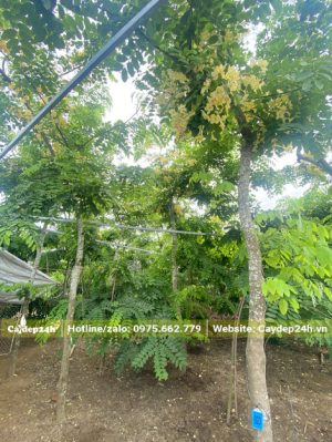 Cây Muồng Cầu Vồng lâu năm vanh 30 - 40