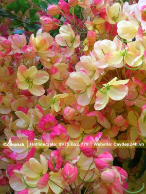 Sắc hoa Muồng Cầu Vồng rực rỡ