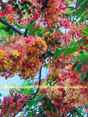 Hoa Muồng Cầu Vồng nở siêu sai