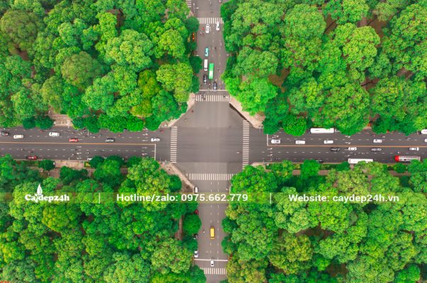 Lựa chọn cây trồng đường phố đẹp, phù hợp, đảm bảo an toàn