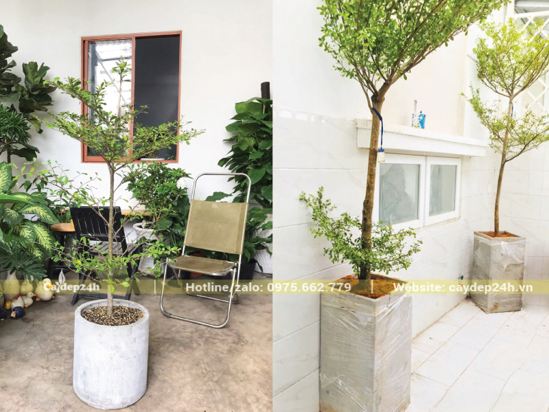 Cây trồng chậu kích thước nhỏ cạnh cửa sổ
