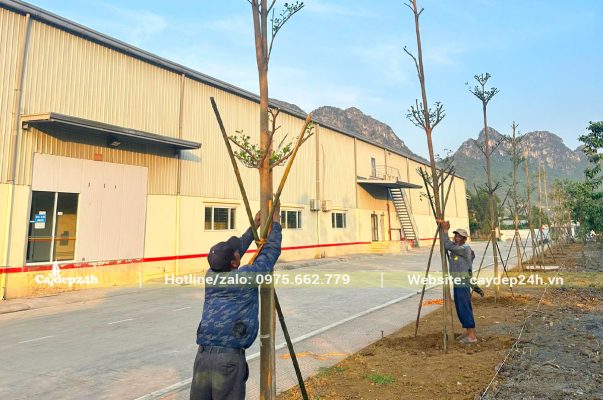 Công nhân đang thi công trồng cây xanh cho nhà máy kem Hùng Linh tại Hòa Bình