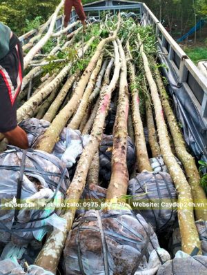 Hàng công trình cao lớn đường kính gốc 10 - 12cm