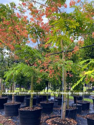 Vườn dưỡng số lượng lớn cây Muồng Cầu Vồng thuần chậu