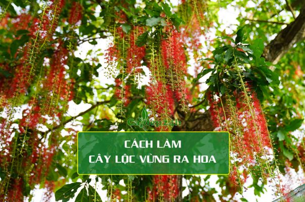 Cách làm cây Lộc Vừng ra hoa đẹp và nhiều, đúng thời gian theo ý muốn.