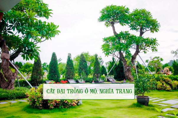 Cây đại trồng ở mộ kích thước lớn chiều cao 4 - 5m